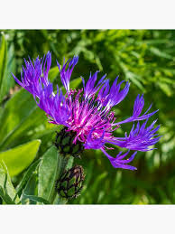 Attēlu rezultāti vaicājumam “Centaurea scabiosa”