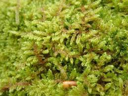 Attēlu rezultāti vaicājumam “Hypnum”