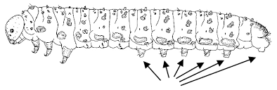 Attēlu rezultāti vaicājumam “Argidae larva”