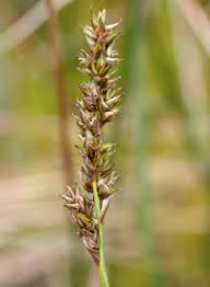 Attēlu rezultāti vaicājumam “Carex diandra fruit”