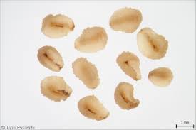 Attēlu rezultāti vaicājumam “Veronica persica fruit”