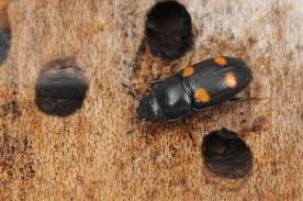 Attēlu rezultāti vaicājumam “Glischrochilus hortensis”