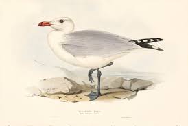 Image result for Larus audouinii