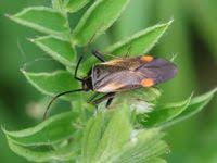 Attēlu rezultāti vaicājumam “Adelphocoris seticornis”