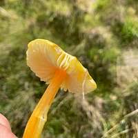 Attēlu rezultāti vaicājumam “Hygrocybe acutoconica”