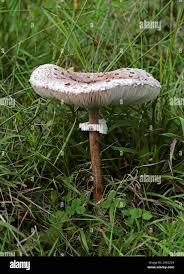 Attēlu rezultāti vaicājumam “Macrolepiota procera”