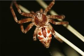 Attēlu rezultāti vaicājumam “Philodromus sp.”