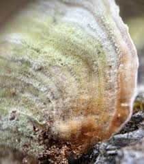 Attēlu rezultāti vaicājumam “Stereum fasciatum”