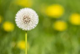 Image result for diente de leon