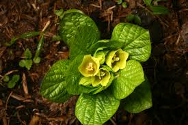Attēlu rezultāti vaicājumam “Scopolia carniolica flower”