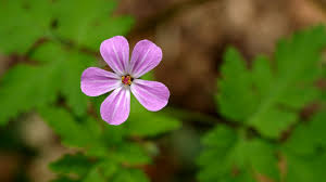 Attēlu rezultāti vaicājumam “Geranium robertianum flower”
