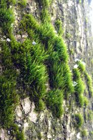 Attēlu rezultāti vaicājumam “Dicranum viride”