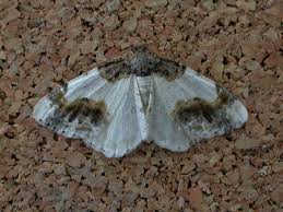 Attēlu rezultāti vaicājumam “Ligdia adustata”