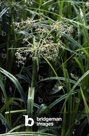 Attēlu rezultāti vaicājumam “Scirpus sylvaticus”