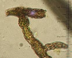 Attēlu rezultāti vaicājumam “Cystocoleus ebeneus”