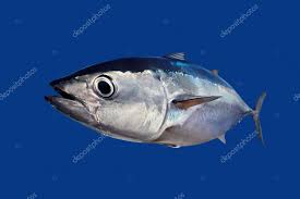 Image result for Thunnus thynnus