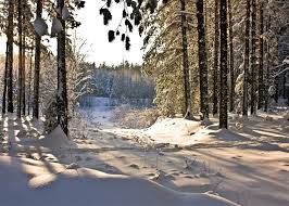 Image result for лес,