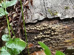 Attēlu rezultāti vaicājumam “Lycogala melleum spores”