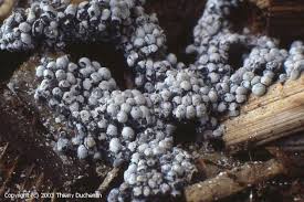 Attēlu rezultāti vaicājumam “Physarum diderma”