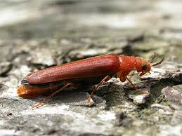 Attēlu rezultāti vaicājumam “Hylecoetus dermestoides male”