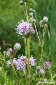 Attēlu rezultāti vaicājumam “Cirsium arvense flower”