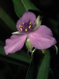 Attēlu rezultāti vaicājumam “Tradescantia virginiana flower”