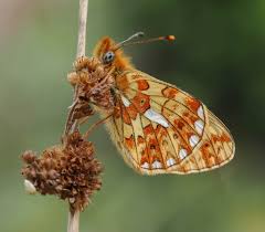 Attēlu rezultāti vaicājumam “Clossiana selene upperside”