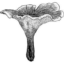 Attēlu rezultāti vaicājumam “Phellodon niger”