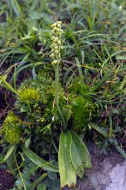 Attēlu rezultāti vaicājumam “Herminium monorchis leaf”