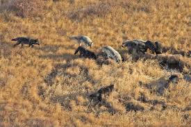 Image result for Weston Rhyn Wolves