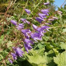 Attēlu rezultāti vaicājumam “Campanula trachelium leaf”