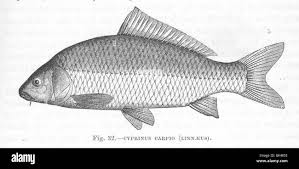 Image result for Cyprinus carpio