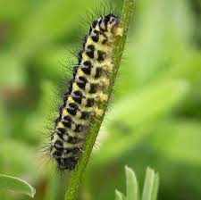 Attēlu rezultāti vaicājumam “Zygaena lonicerae larva”