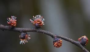 Attēlu rezultāti vaicājumam “Ulmus glabra fruit”