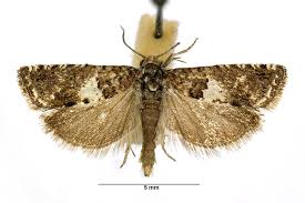 Attēlu rezultāti vaicājumam “Epiblema grandaevana”