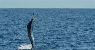 Image result for Makaira mazara