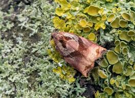 Attēlu rezultāti vaicājumam “Archips podana female”