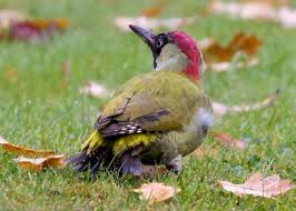 Attēlu rezultāti vaicājumam “Picus viridis”