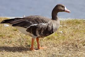 Attēlu rezultāti vaicājumam “Anser albifrons adult”