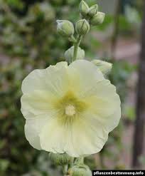 Image result for Alcea rugosa