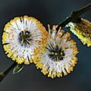 Attēlu rezultāti vaicājumam “Salix caprea male flower”