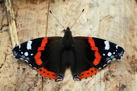 Attēlu rezultāti vaicājumam “Vanessa atalanta upperside”