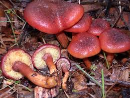 Attēlu rezultāti vaicājumam “Physarum luteolum sessile”