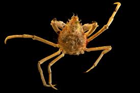 Image result for Hyas araneus