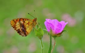 Attēlu rezultāti vaicājumam “Brenthis daphne”