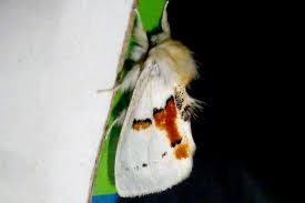 Attēlu rezultāti vaicājumam “Leucodonta bicoloria”