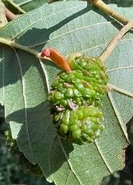 Attēlu rezultāti vaicājumam “Trichia crateriformis stalked”