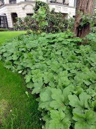 Attēlu rezultāti vaicājumam “Waldsteinia geoides”