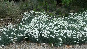 Attēlu rezultāti vaicājumam “Dianthus arenarius bud”