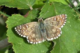 Attēlu rezultāti vaicājumam “Pyrgus alveus underside”